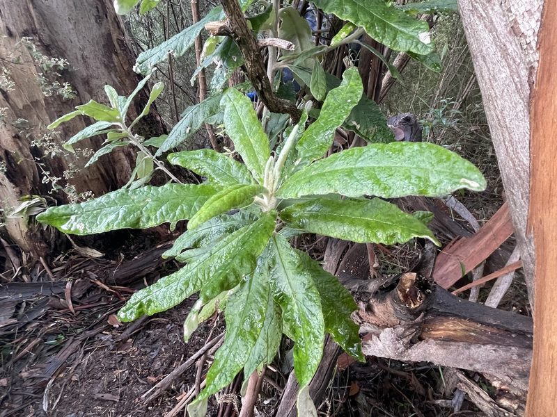Bedfordia arborescens, photographed by Dylan Wishart