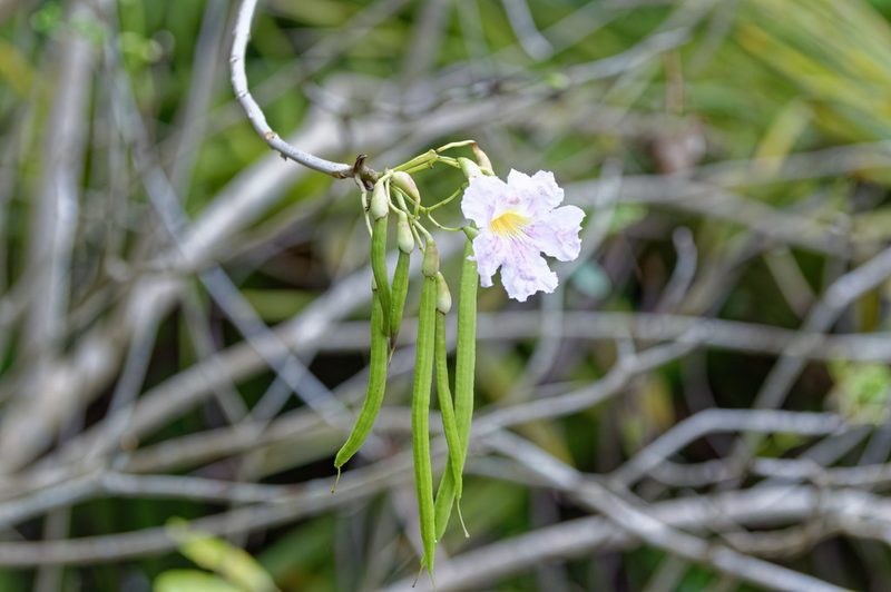 Tabebuia heterophylla, photographed by Donald Davesne