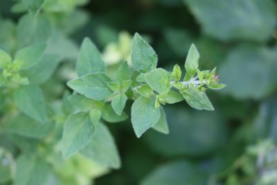 Origanum vulgare, photographed by Paul Braun