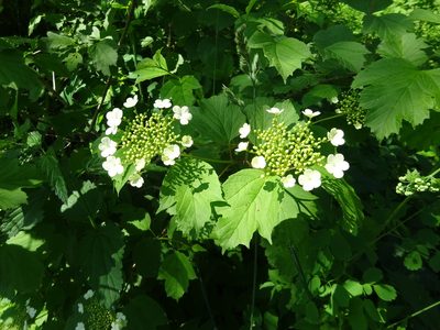 Viburnum opulus, photographed by Vadim Zizov
