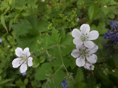 Geranium sylvaticum, photographed by helen_golubeva