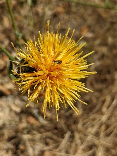 Centaurea collina, photographed by Denis Bastianelli