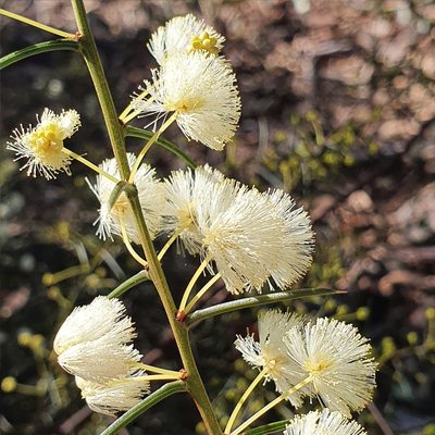 Acacia genistifolia