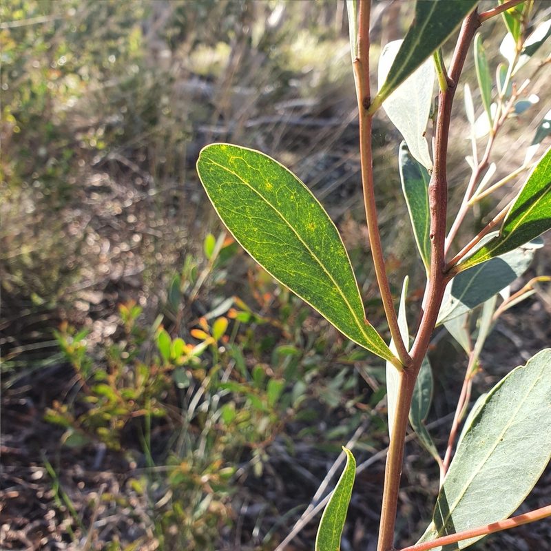 Acacia penninervis, photographed by ronavery