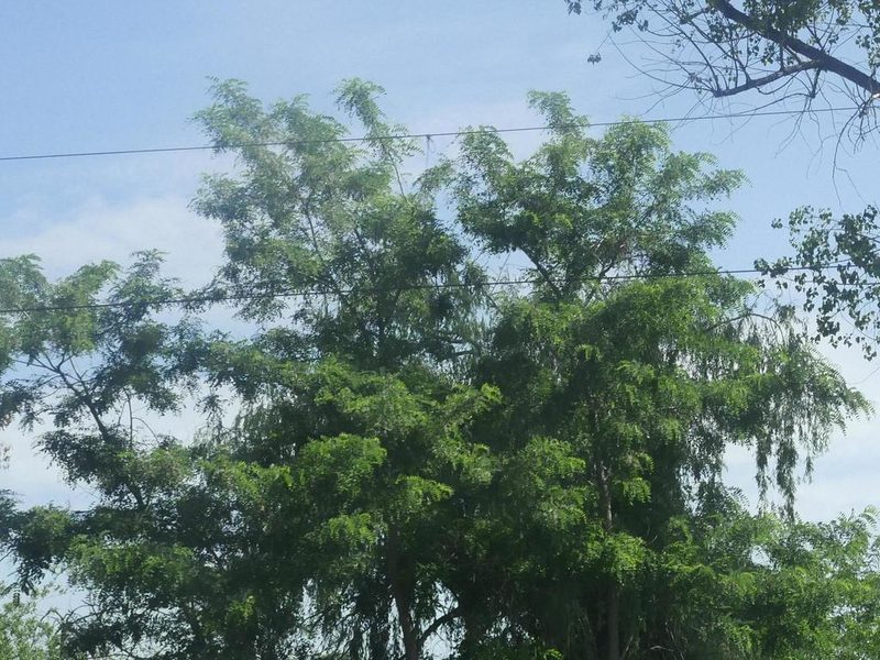 Robinia pseudoacacia, photographed by Alexis Tinker-Tsavalas