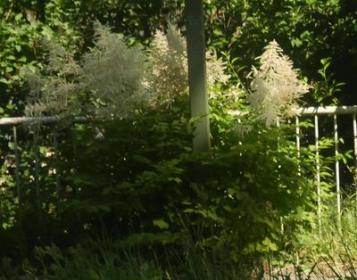 Aruncus dioicus, photographed by Alexis Tinker-Tsavalas