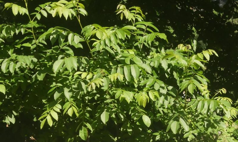Juglans regia, photographed by Alexis Tinker-Tsavalas