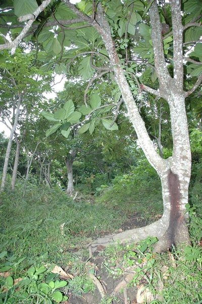 Palaquium formosanum, photographed by 胡正恆(Jackson Hu)