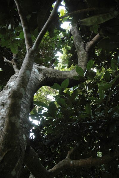 Palaquium formosanum, photographed by 胡正恆(Jackson Hu)