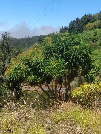Euphorbia mellifera, photographed by Vítor Jorge