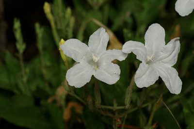 Ruellia metziae