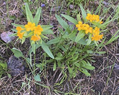 Lithospermum canescens