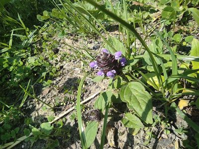 Prunella vulgaris, photographed by Dmitry Lyskov