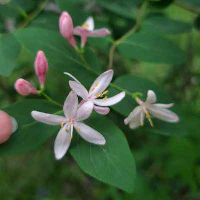 Lonicera tatarica, photographed by Марина