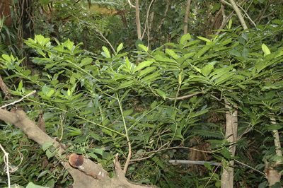 Elaeocarpus hayatae, photographed by 胡正恆(Jackson Hu)