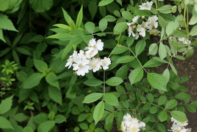 Rosa multiflora, photographed by Jack Beusmans