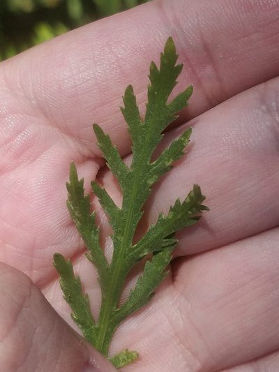 Argyranthemum dissectum, photographed by Vítor Jorge