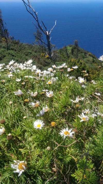 Argyranthemum dissectum, photographed by Vítor Jorge