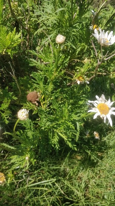 Argyranthemum dissectum, photographed by Vítor Jorge