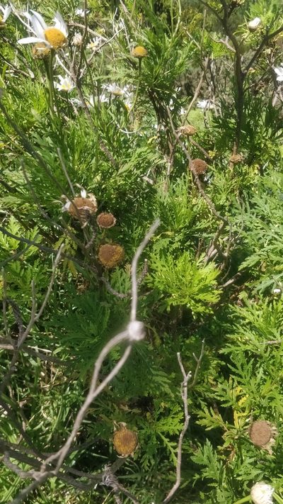Argyranthemum dissectum, photographed by Vítor Jorge