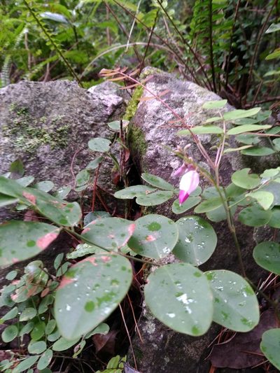 Indigofera venulosa, photographed by yijie