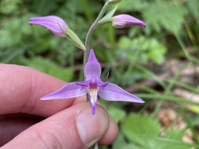 Cephalanthera rubra, photographed by Harrison J Elkins