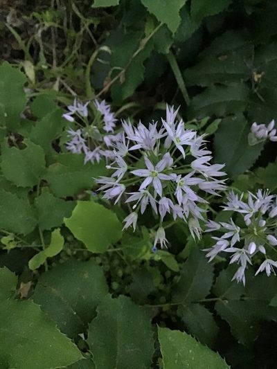 Allium bisceptrum, photographed by William Harmon
