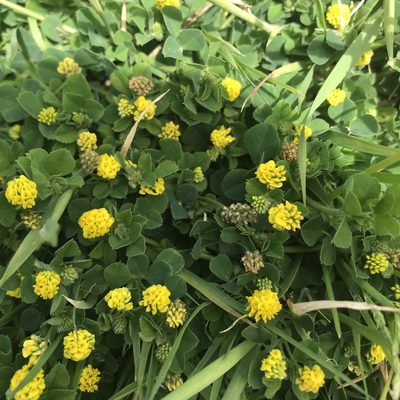 Medicago lupulina, photographed by Antony Coombs