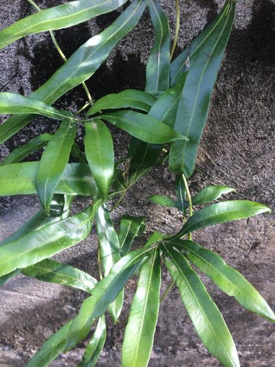 Lygodium circinnatum, photographed by Greg III Espera