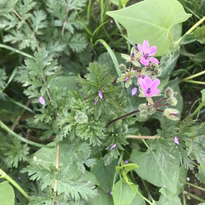 Erodium cicutarium, photographed by Antony Coombs