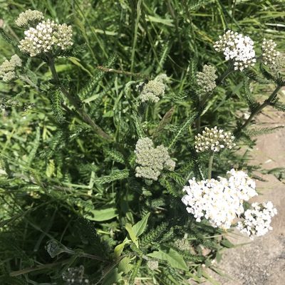 Achillea millefolium, photographed by Antony Coombs
