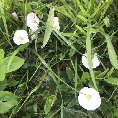 Convolvulus arvensis, photographed by Antony Coombs