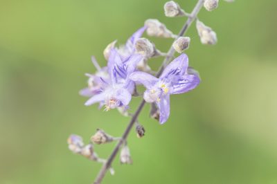 Eriope crassipes, photographed by Morten Ross
