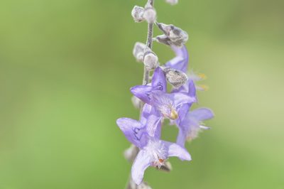Eriope crassipes, photographed by Morten Ross