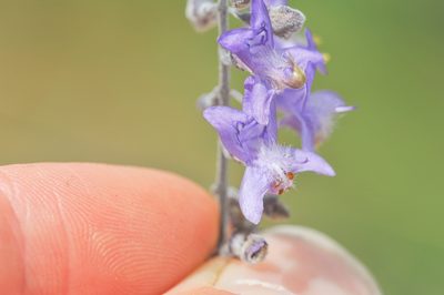 Eriope crassipes, photographed by Morten Ross