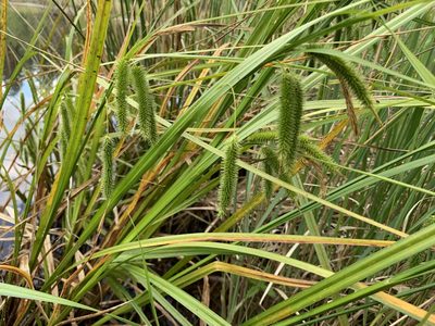 Carex pseudocyperus, photographed by Katrin Simon