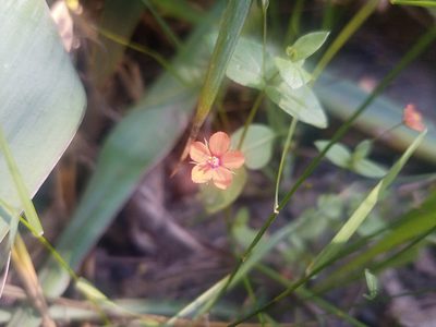 Lysimachia arvensis, photographed by Michal Honskus