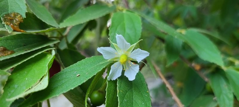 Muntingia calabura, photographed by ritirene