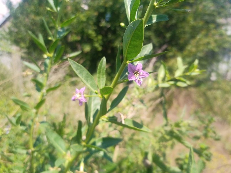Lycium barbarum, photographed by Michal Honskus