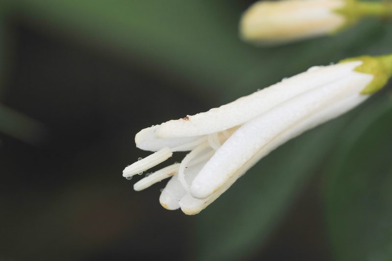 Spiranthera odoratissima, photographed by Morten Ross