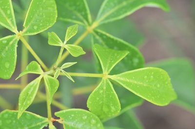 Spiranthera odoratissima, photographed by Morten Ross