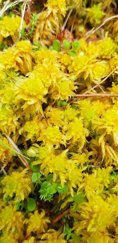 Sphagnum inundatum, photographed by Helen Waterman