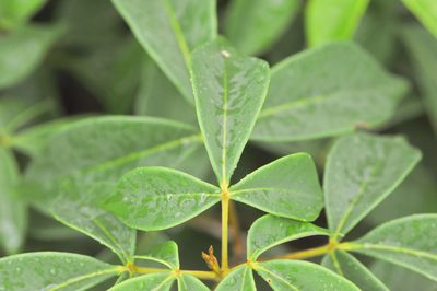 Spiranthera odoratissima, photographed by Morten Ross