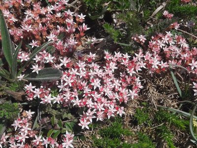 Sedum anglicum, photographed by James Buckley