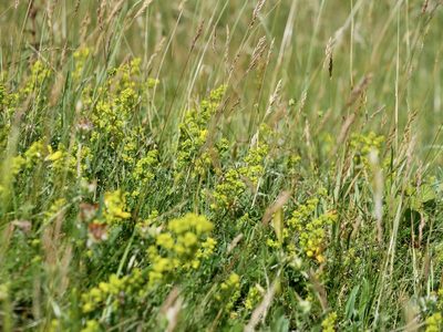 Galium verum, photographed by Jonathan Prior