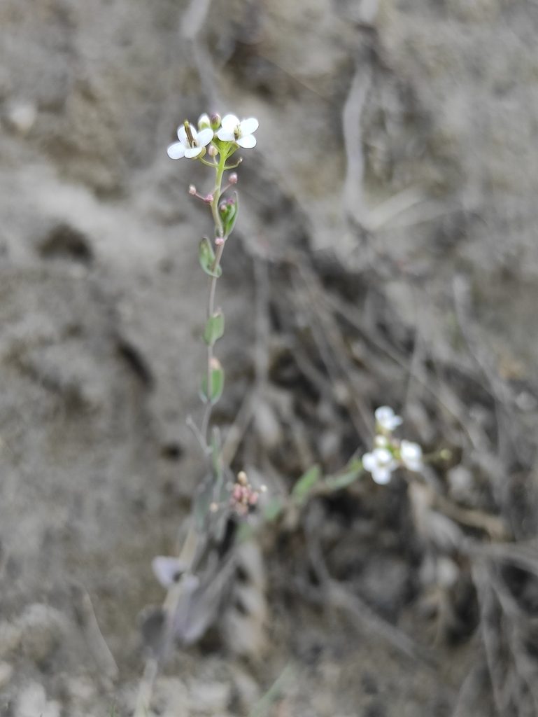 Eutrema salsugineum, photographed by Юлия