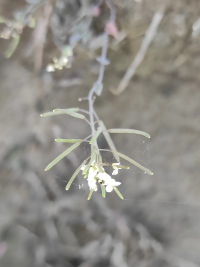 Eutrema salsugineum, photographed by Юлия