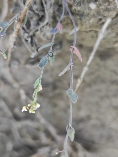 Eutrema salsugineum, photographed by Юлия