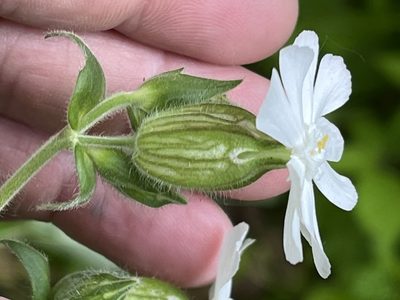 Silene latifolia, photographed by Brian Finzel