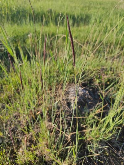 Hordeum brevisubulatum, photographed by Юлия